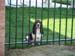 Dog Behind Fence (in#B0001