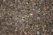 Roesner Red (NS)